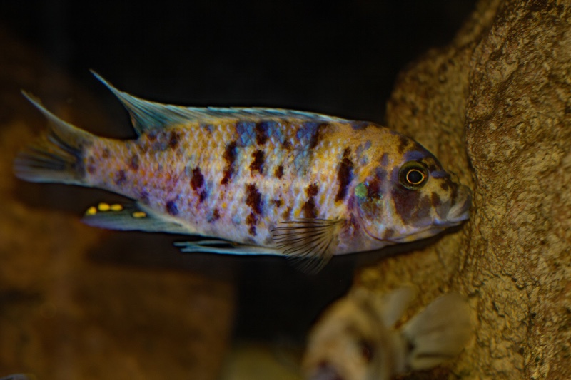 Maylandia zebra 'Likoma Island'